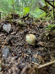 image-26-06-25-15-17-18.jpeg