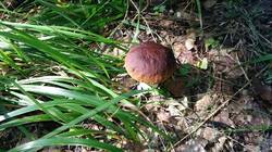 1010385574__(2).thumb.jpg.e769073bcd59d420bcdbc0bdb829b1f5.jpg