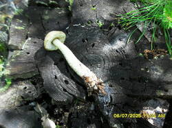 1015419670__3.thumb.JPG.f182b6e36aa1cbbc22a06379332b1238.JPG