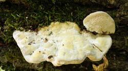 1041934_Trametes_gibbosa__20250629.thumb.JPG.dc11f93ccc2b0ab7e0711d412f06ccea.JPG
