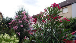 107014233_Nerium_oleander__AWP_2025_0706.thumb.JPG.fa568799d9c8a5a62739dc1c0887b464.JPG