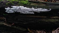 11570733_07-25-18-.thumb.jpg.43f41bcf5b834bd6ff8cad21a48bdae7.jpg