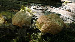 1248461787____Fuligo_sp.thumb.JPG.8e33b66cdcc3a81db358c23b10abced6.JPG