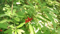 1271228395_07-25-09-(2).thumb.jpg.ea2aa03206088ad9f4b7fbb7c48b772e.jpg