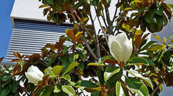 1343950462_Magnolia_grandiflora__.thumb.JPG.d9dde8b6751f6c8e3da6d956a338efb0.JPG