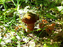 1354517791_.thumb.JPG.553c3cb90554c1f0ab4da52f212a9618.JPG
