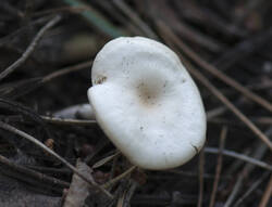 1400_DSC7121.thumb.jpg.39df8aad4c00fe3d16b269a3e698d32f.jpg