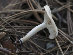 1400_DSC7122.thumb.jpg.479c8af3a61dc851cb7a3298ac9b2c92.jpg