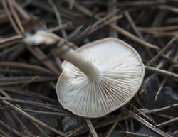 1400_DSC7123.thumb.jpg.779eea2a7a8df439ca9aa51c3fcacd1d.jpg