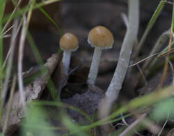 1400_DSC7126.thumb.jpg.ca661df3151893c958b176242e9f9fb8.jpg