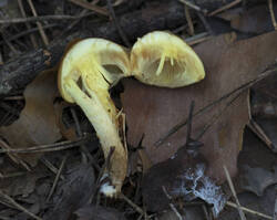 1400_DSC7184.thumb.jpg.c9803dec64e107290a54561caaf79235.jpg