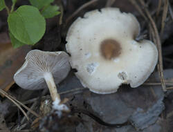1400_DSC7190.thumb.jpg.a1e715cba40563a8bf1a4225b5524862.jpg