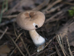 1400_DSC7192.thumb.jpg.56ac30b81a95e826bcd6673426722cee.jpg