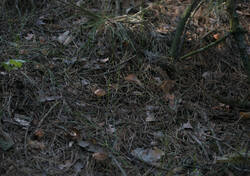 1400_DSC7266.thumb.jpg.bd6de6b28ee2f03d5ac899a119422111.jpg