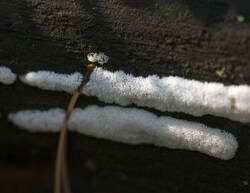 1400_DSC7277.thumb.jpg.65792c883c1c12b5e34a0073006cf060.jpg
