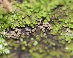 1400_DSC7299.thumb.jpg.9d0abb9782d0f8d84798cc5bbd3c0a82.jpg