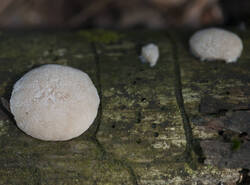 1400_DSC7361.thumb.jpg.f1d41707ee4b3df2d9c19cf4cd42f5ae.jpg