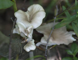1400_DSC7501.thumb.jpg.899cb64ecb21338b2a8e75a37a1953d8.jpg