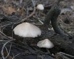1400_DSC7569.thumb.jpg.dc6023f855a14c04d9fdf2a0112b03d5.jpg