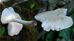 1545284674___Pluteus_petasatus_1.thumb.jpg.bf4d7681d0b3c6e9216bb757aacdf1ca.jpg