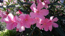 1588388014_Nerium_oleander__AWP_2025_0704.thumb.JPG.3ffad2abbf58387804183a28617196de.JPG
