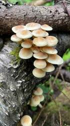 17.thumb.jpg.a873f7fc104eb5c129e2df42e8dd9dc7.jpg