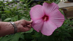 1743137493_Hibiscus_moscheutos___20250712.thumb.JPG.6258d7d607a46f987fb271513aec7500.JPG