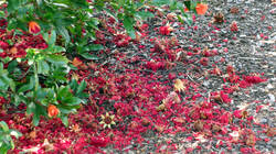 1746410219_Punica_granatum___AWP_20250704_.thumb.JPG.bb3b5ad0ccf632774dfe059c3faa3096.JPG