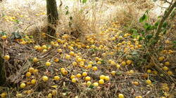 1837804491_Prunus_domestica__.thumb.JPG.5f0de6b6a491f6817287edf9b1b1bbc3.JPG