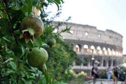 1864585148_Punica_granatum___AWP_2013_07_25_.thumb.JPG.bbbb6009aebe7628ea4a7b14d65dffc7.JPG