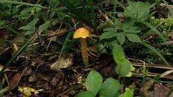 2001617758_07-25-18-_(1).thumb.jpg.c9cb6d67c298457405e12d45becc868d.jpg