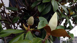 2007326474_Magnolia_grandiflora___20250706.thumb.JPG.617e48d18ab9b5e317ece1e91ca38368.JPG