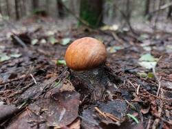 20250702_094433.thumb.jpg.3f2ddd2a9f6961b6a35f5e060b972d75.jpg
