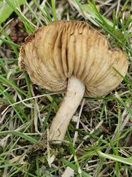 20250704_114908.thumb.jpg.e149ffca3e88a98954dbb99004ecce6b.jpg