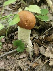 20250706_123248.thumb.jpg.e6991da73a8e6406f8db31abe1bc9753.jpg