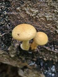 20250706_124534.thumb.jpg.ac7f45ea20566eb2f27254dc2cb2df84.jpg