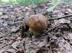 20250709_172412.thumb.jpg.a027c98bf771cda5f5473c01d8f984f5.jpg