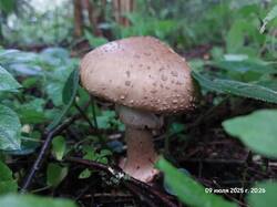 20250709_202608.thumb.jpg.b9cc2a2b6b191d975d279d9b7bdfeeb7.jpg