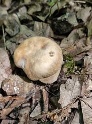 20250712_114258.thumb.jpg.f780fa2dee8d4ff5c71d80cd7846d791.jpg