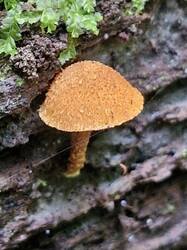 20250713_105931.thumb.jpg.c8c8a4da0c10684e856723c924b648bb.jpg