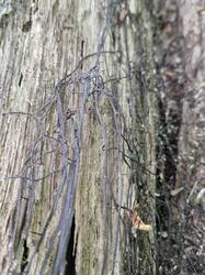20250713_112931.thumb.jpg.4c48cb39494e2653c26609f6ea6ac822.jpg