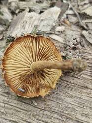 20250713_114022.thumb.jpg.fcd6c187cb7194396ac67d36eb0b2997.jpg