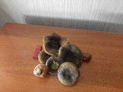 20250718_005305.thumb.jpg.a676e4185a06c0cecd97910edbc17dd9.jpg