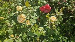 20250718_151030.jpg