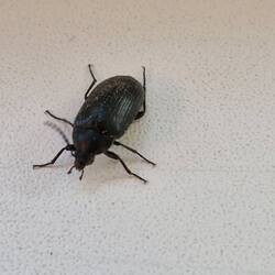 20250725_201120.thumb.jpg.939426cc84cff5c10fc590cd702f5f50.jpg