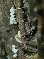 20250727_095508.thumb.jpg.9803ff82fc08791c298fc73867ebeaf3.jpg