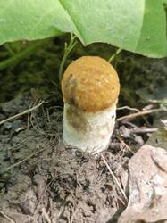 20250727_112204.thumb.jpg.86546f87bbb90907f455bcfabd929f67.jpg