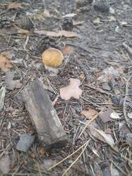 20250729_074736.jpg