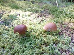 20250729_082705.thumb.jpg.559c2e4c7ecf0cbcdec7e4f063fb5b5e.jpg