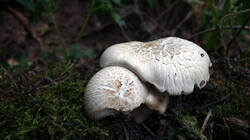 2122040800_Neolentinus_lepideus__20250706.thumb.JPG.5c83773992ed976322e7411ee51baf89.JPG